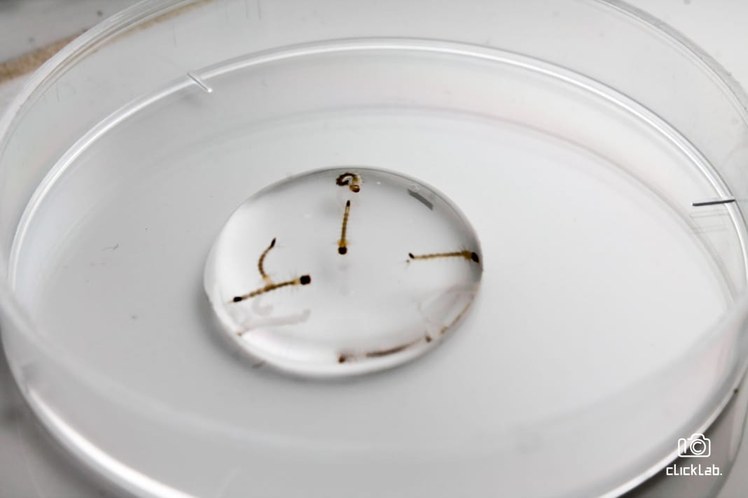 LABAMP3.jpeg LABAMP3.jpeg